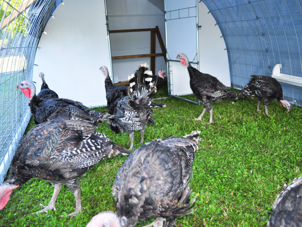 PortaPen Poultry Tractor - raising turkeys